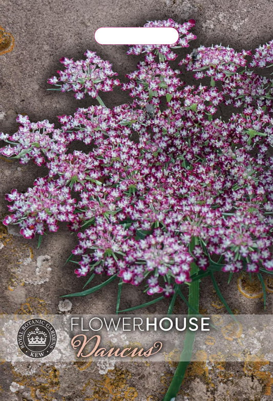 Thompson & Morgan Kew Flower Daucus carota Dara - 100 Seeds