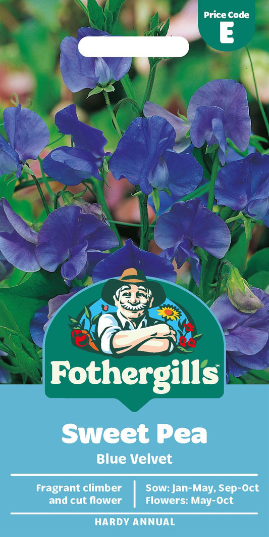 Fothergills Sweet Pea Blue Velvet Seeds