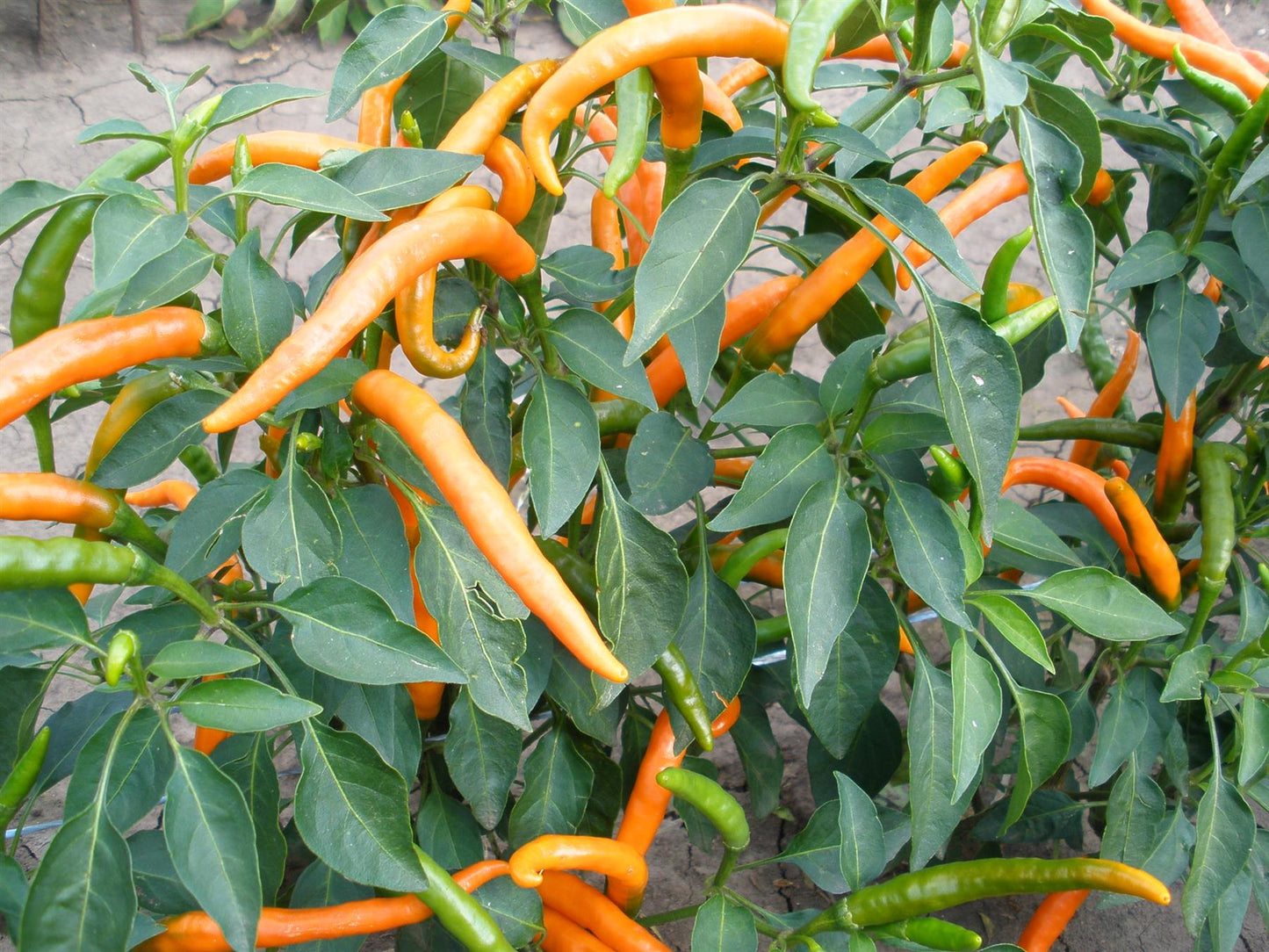 Chilli Pepper Hot Kilian Orange Seeds