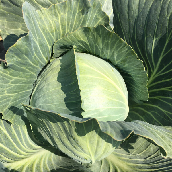 Cabbage Foxma RZ F1 (30-737) Untreated Seeds