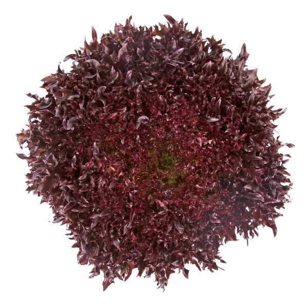 Lettuce Red Incised Frostex RZ - LS10813 Seeds