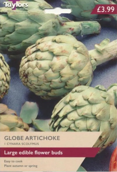 Globe Artichoke Root – True Edible Artichoke (Taylors Bulbs)