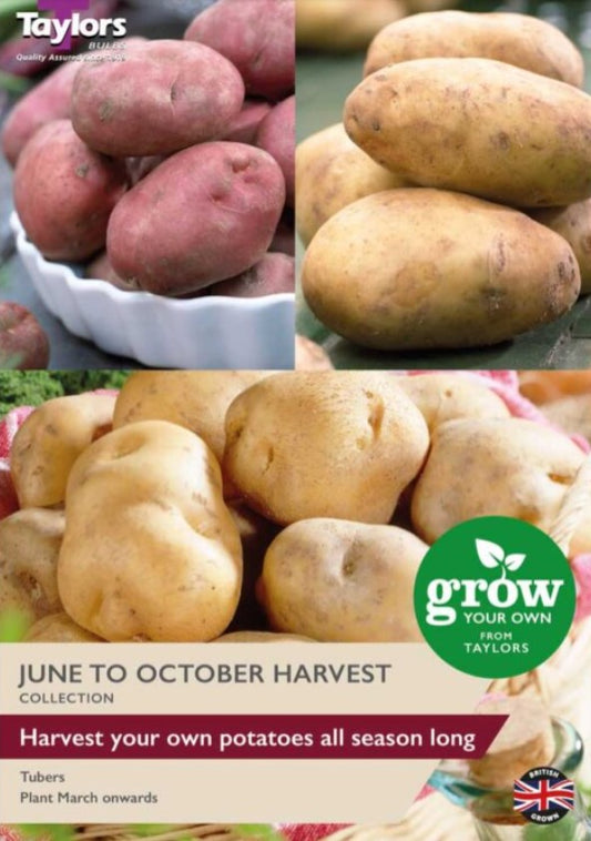 Taylors July to October Seed Potatoes Collection - 3 Types