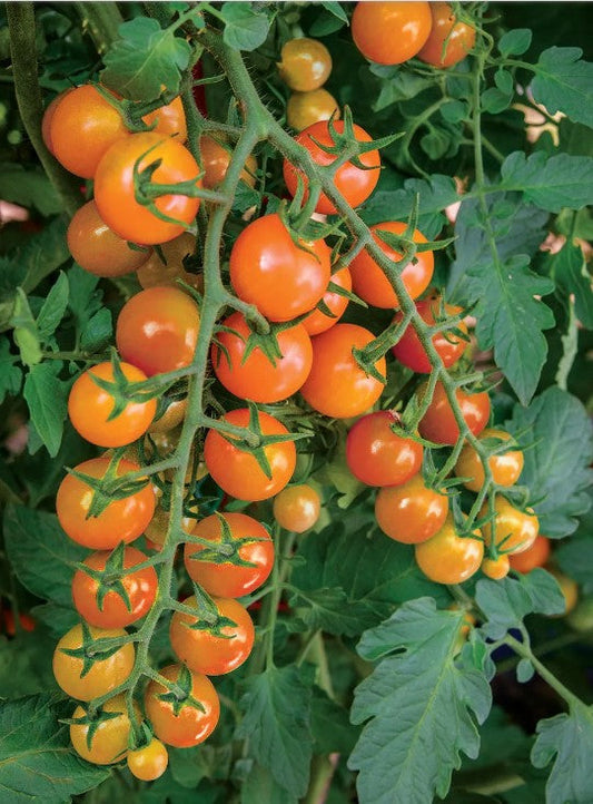 Tomato Honeycomb F1 Hybrid Seeds