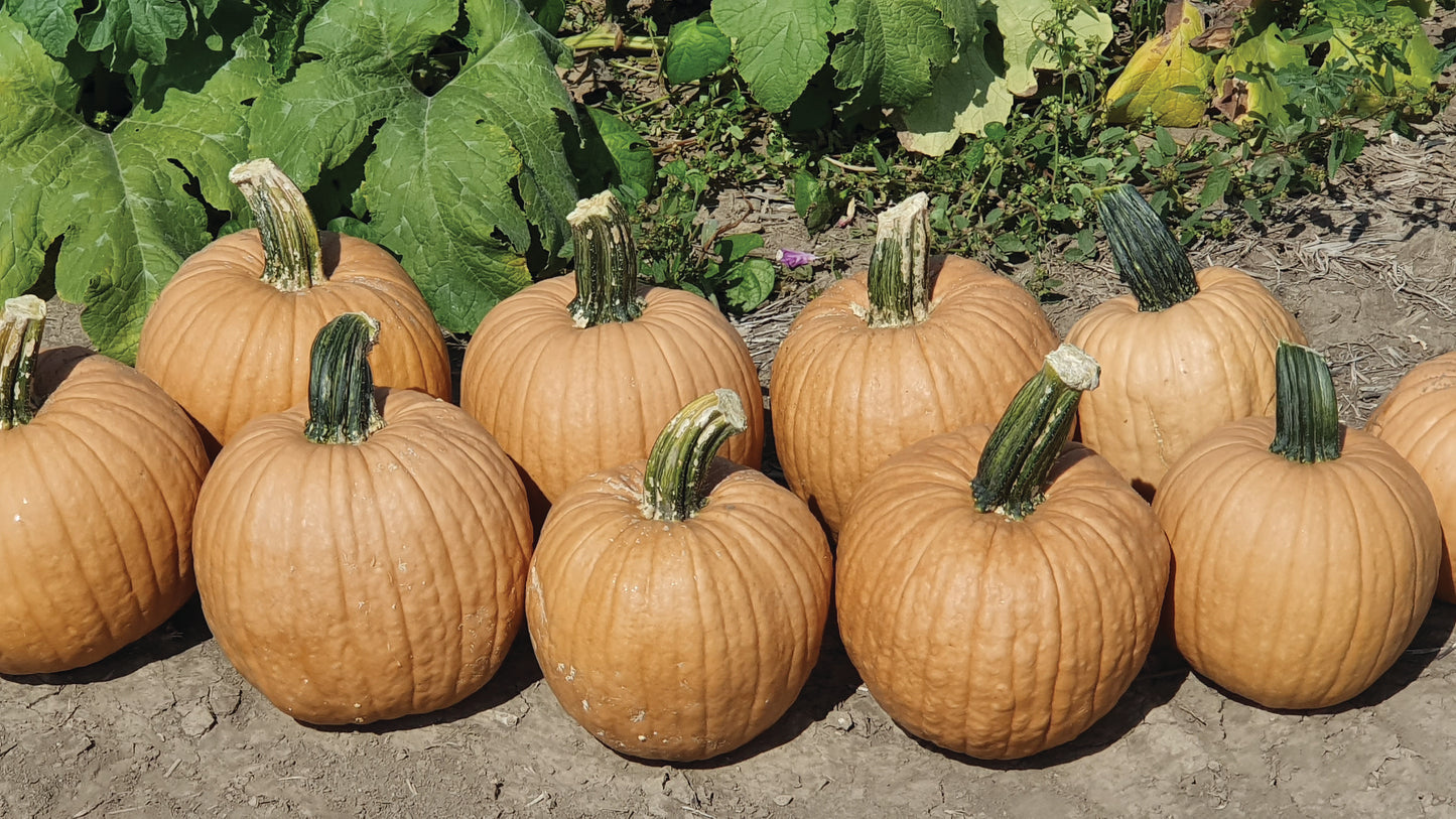 Pumpkin Hot Chocolate Seeds
