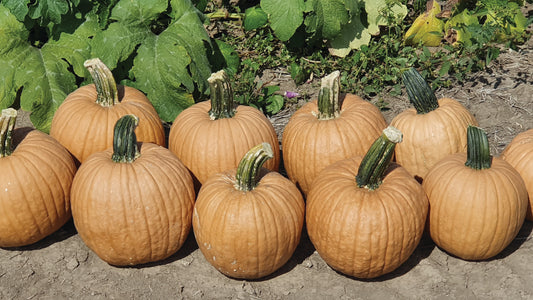 Pumpkin Hot Chocolate Seeds