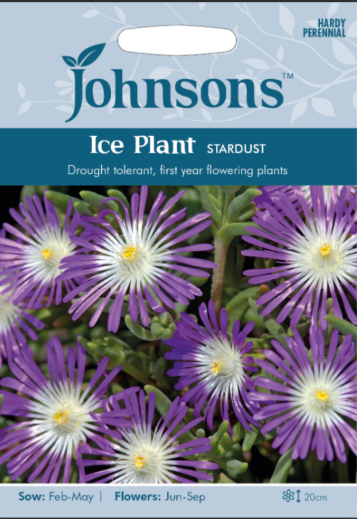 Johnsons Seeds - Flower - Ice Plant - Stardust Seeds