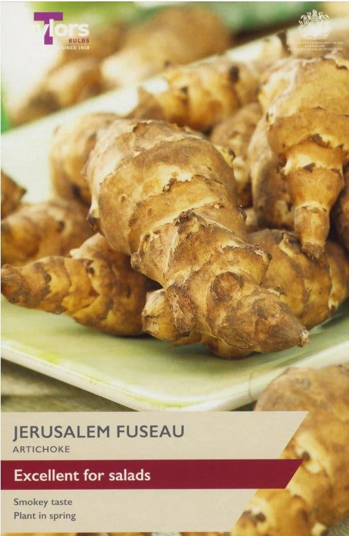 Jerusalem Artichoke Fuseau Tubers – 2 Pack (Taylors Bulbs)