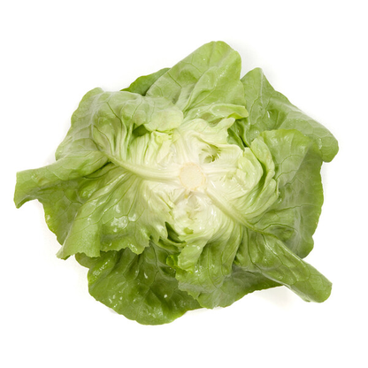 Lettuce Butterhead Jolito RZ (43-01) Seeds