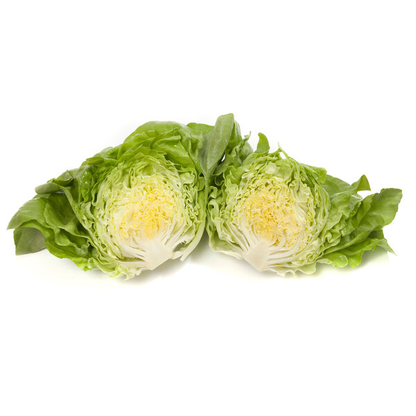 Lettuce Butterhead Jolito RZ (43-01) Seeds