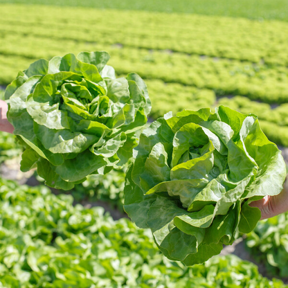 Lettuce Butterhead Jolito RZ (43-01) Seeds