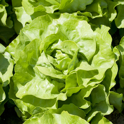 Lettuce Butterhead Jolito RZ (43-01) Seeds
