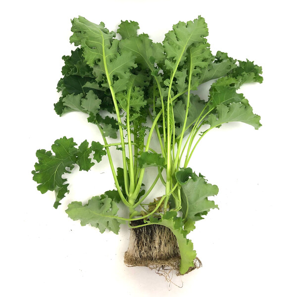 Kale Karillo RZ F1 (31-KA001) Untreated Seeds