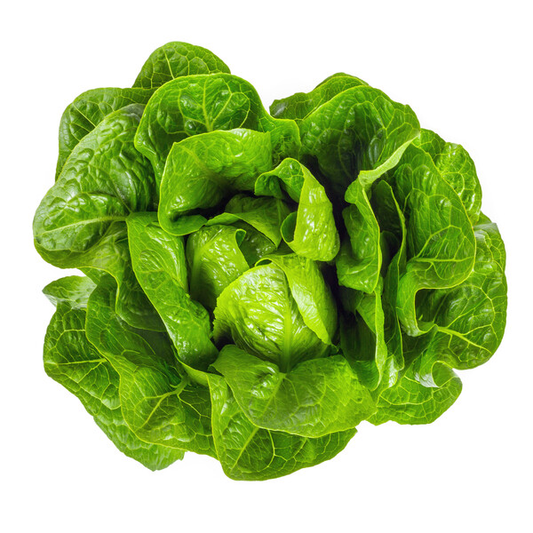 Lettuce Keona RZ (41-593) Untreated Seeds