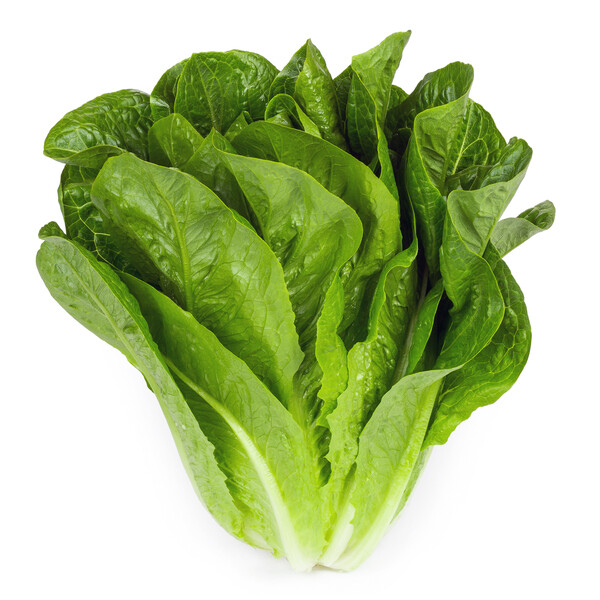 Lettuce Keona RZ (41-593) Untreated Seeds