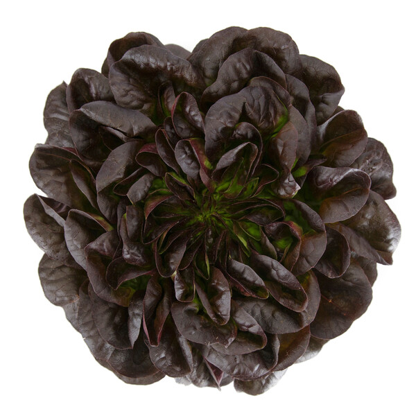 Lettuce Red Butter Multileaf Salanova Klimt RZ Seeds