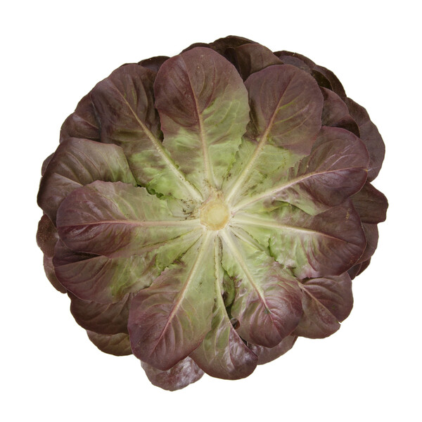 Lettuce Red Butter Multileaf Salanova Klimt RZ Seeds