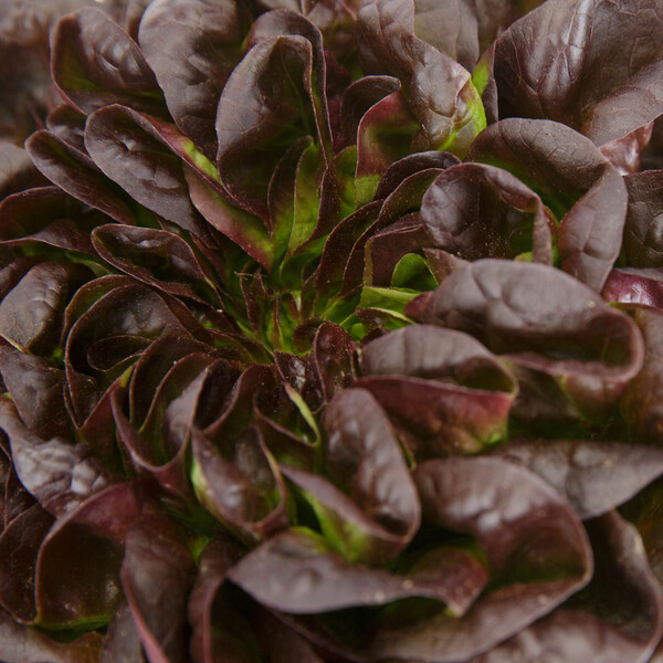 Lettuce Red Butter Multileaf Salanova Klimt RZ Seeds