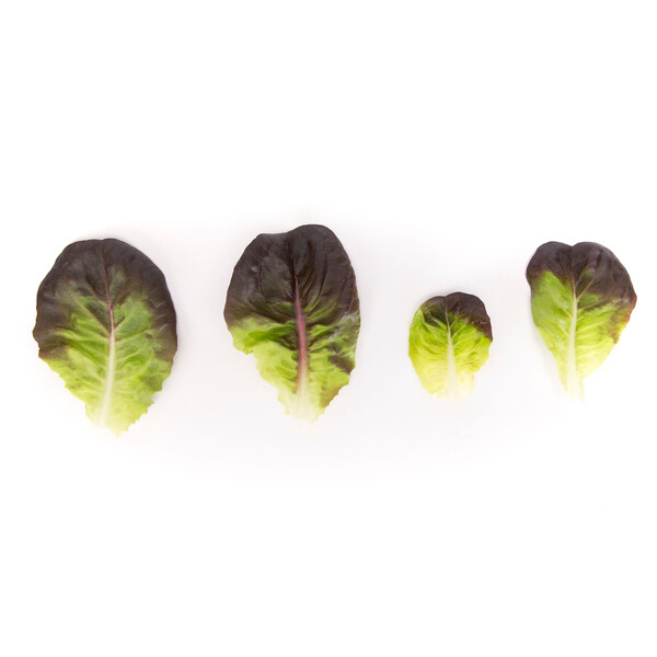 Lettuce Red Butter Multileaf Salanova Klimt RZ Seeds