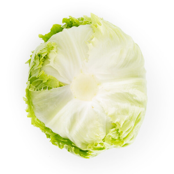 Lettuce Iceberg Kyoto RZ Seeds