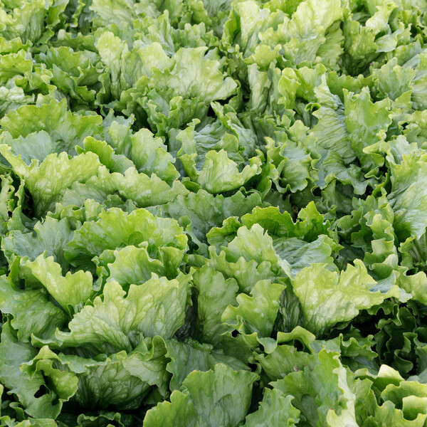 Lettuce Iceberg Kyoto RZ Seeds