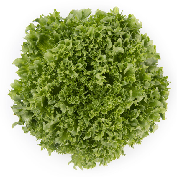 Lettuce Iceberg Lalique RZ Seeds