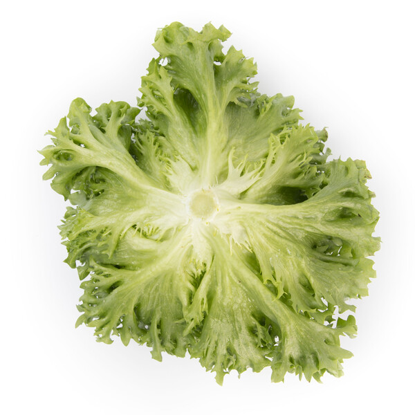 Lettuce Iceberg Lalique RZ Seeds