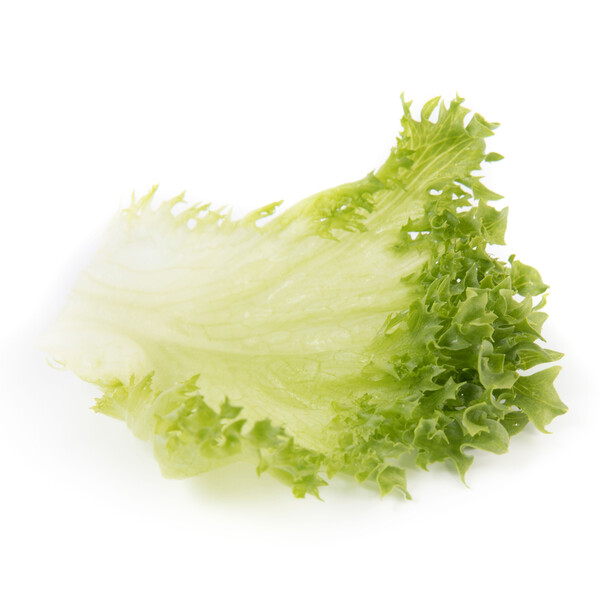 Lettuce Iceberg Lalique RZ Seeds