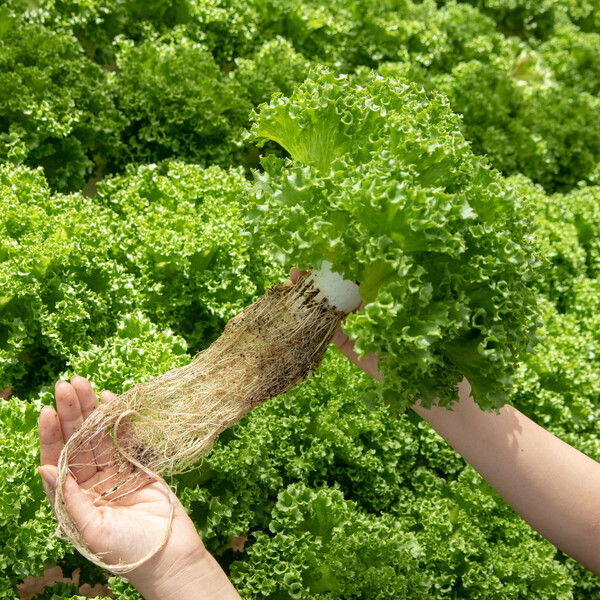 Lettuce Iceberg Lalique RZ Seeds