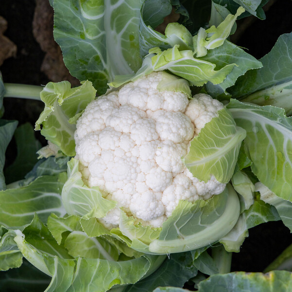 Cauliflower Leonel RZ F1 (26-CA4386) Untreated Seeds