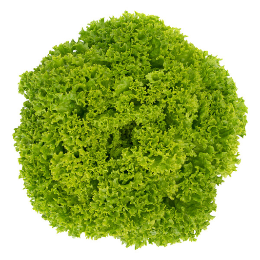 Lettuce Green Lollo Bionda Limassol RZ (85-142) Seeds