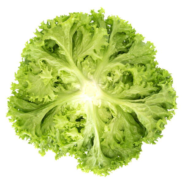 Lettuce Green Lollo Bionda Limassol RZ (85-142) Seeds