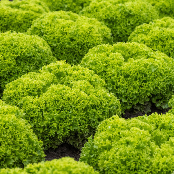 Lettuce Green Lollo Bionda Limassol RZ (85-142) Seeds