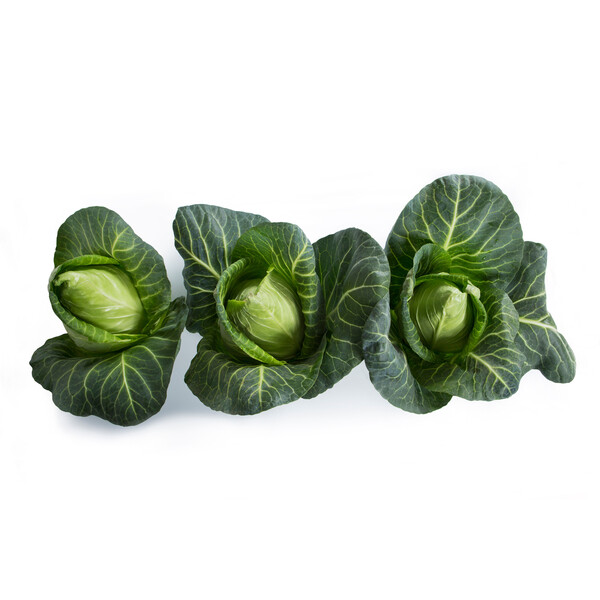 Cabbage Lincma RZ F1 (30-604) Untreated Seeds