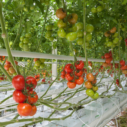 Tomato Lyterno RZ F1 (72-471) Untreated Gspp Seeds
