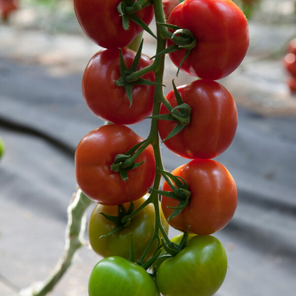 Tomato Lyterno RZ F1 (72-471) Untreated Gspp Seeds