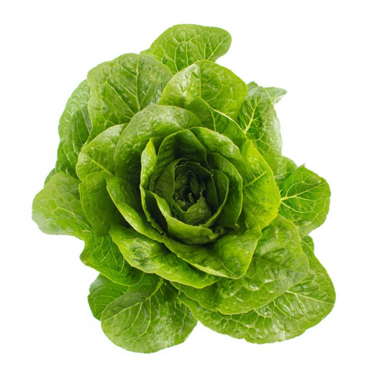 Lettuce Open Heart Cos Madelona RZ - (41-188)  Seeds