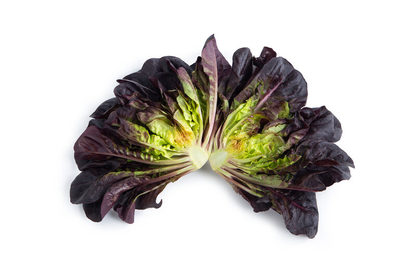 Lettuce Salanova Manet RZ (79-Ml2589) Untreated Seeds