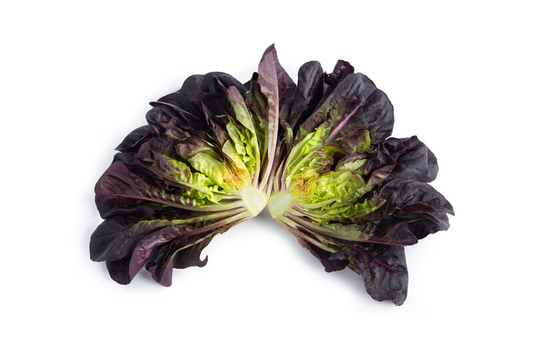 Lettuce Salanova Manet RZ (79-Ml2589) Untreated Seeds