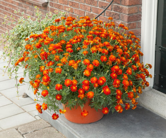 French Marigold Firebird 10 Seeds