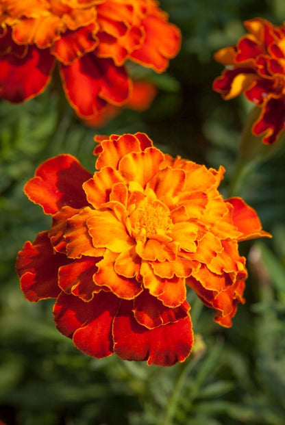 French Marigold Firebird 10 Seeds