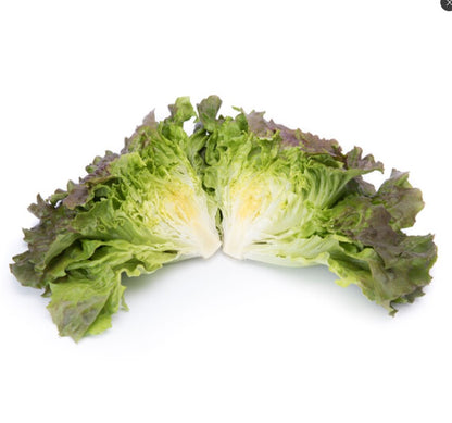 Lettuce Markinski Cross Section