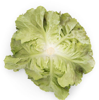 Lettuce Markinski stem