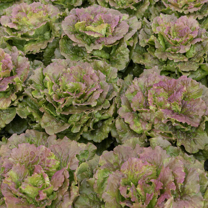 Lettuce Marinski Crop