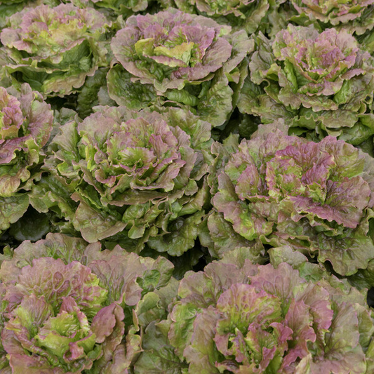 Lettuce Marinski Crop
