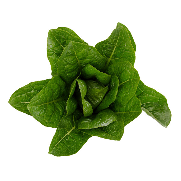 Lettuce Open Heart Cos Melitona RZ (41-560) Seeds