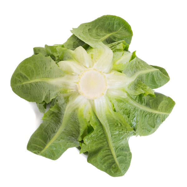 Lettuce Open Heart Cos Melitona RZ (41-560) Seeds