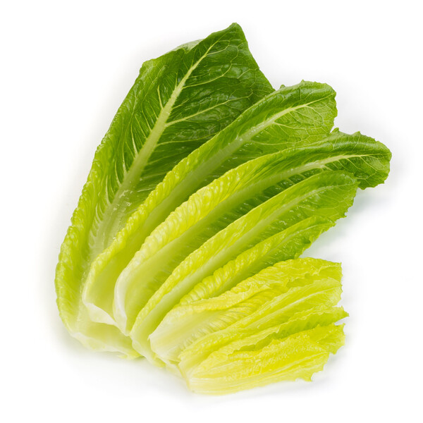 Lettuce Open Heart Cos Melitona RZ (41-560) Seeds