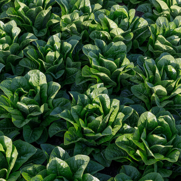 Lettuce Open Heart Cos Melitona RZ (41-560) Seeds