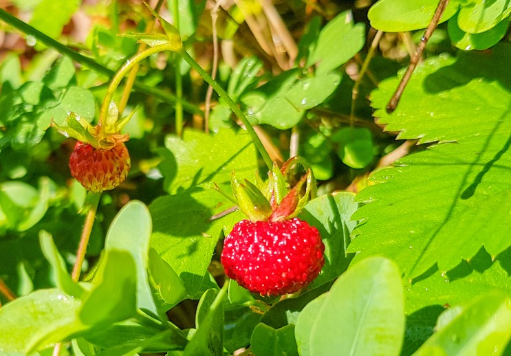 Alpine Strawberry Mignonette Seeds